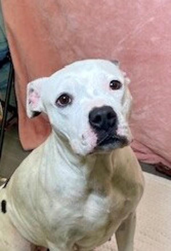Swoon, Adoptable, Adult Female Boxer.