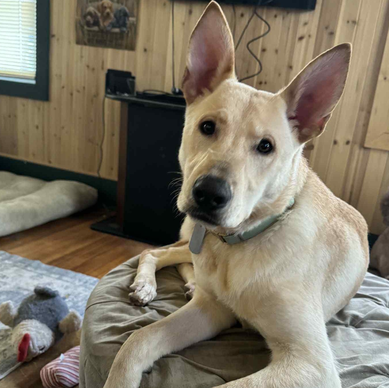 Cash, a ADOPTABLE German Shepherd Dog in Gerry, NY image 2/6
