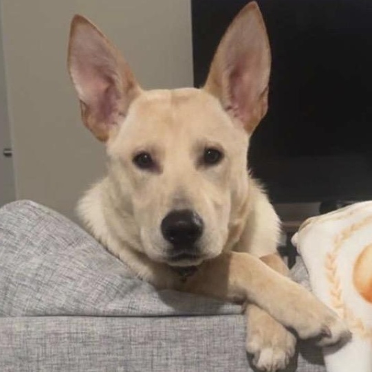 Cash, a ADOPTABLE German Shepherd Dog in Gerry, NY image 6/6