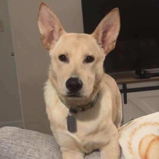 Cash, a ADOPTABLE German Shepherd Dog in Gerry, NY image 5/6