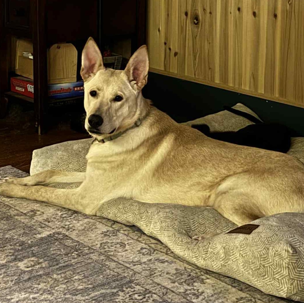 Cash, a ADOPTABLE German Shepherd Dog in Gerry, NY image 3/6