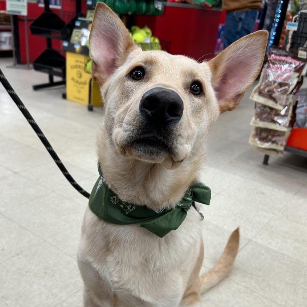 Cash, a ADOPTABLE German Shepherd Dog in Gerry, NY image 1/6