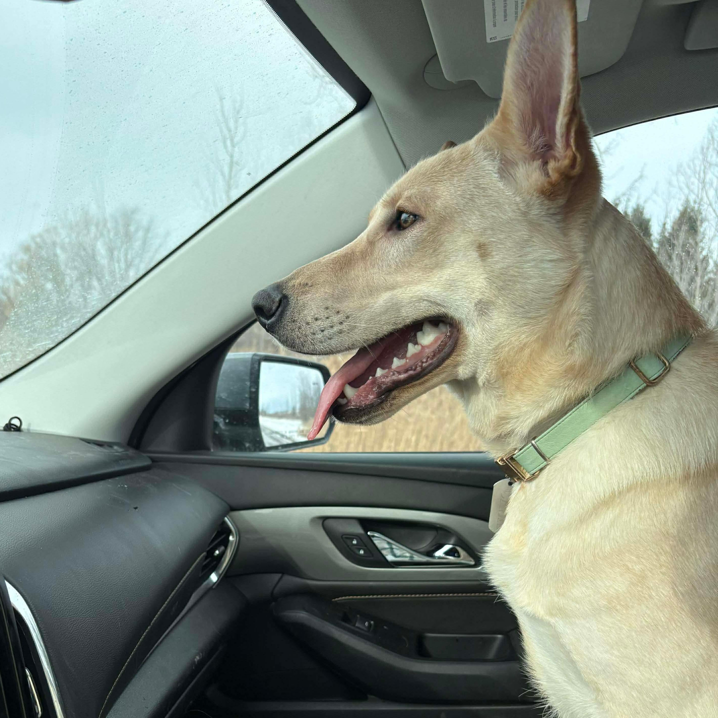 Cash, a ADOPTABLE German Shepherd Dog in Gerry, NY image 4/6
