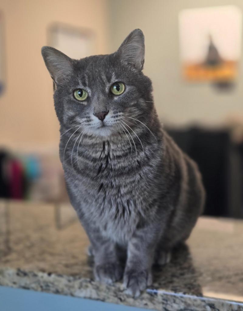 Ricochet, Adoptable, Adult Male Domestic Short Hair.