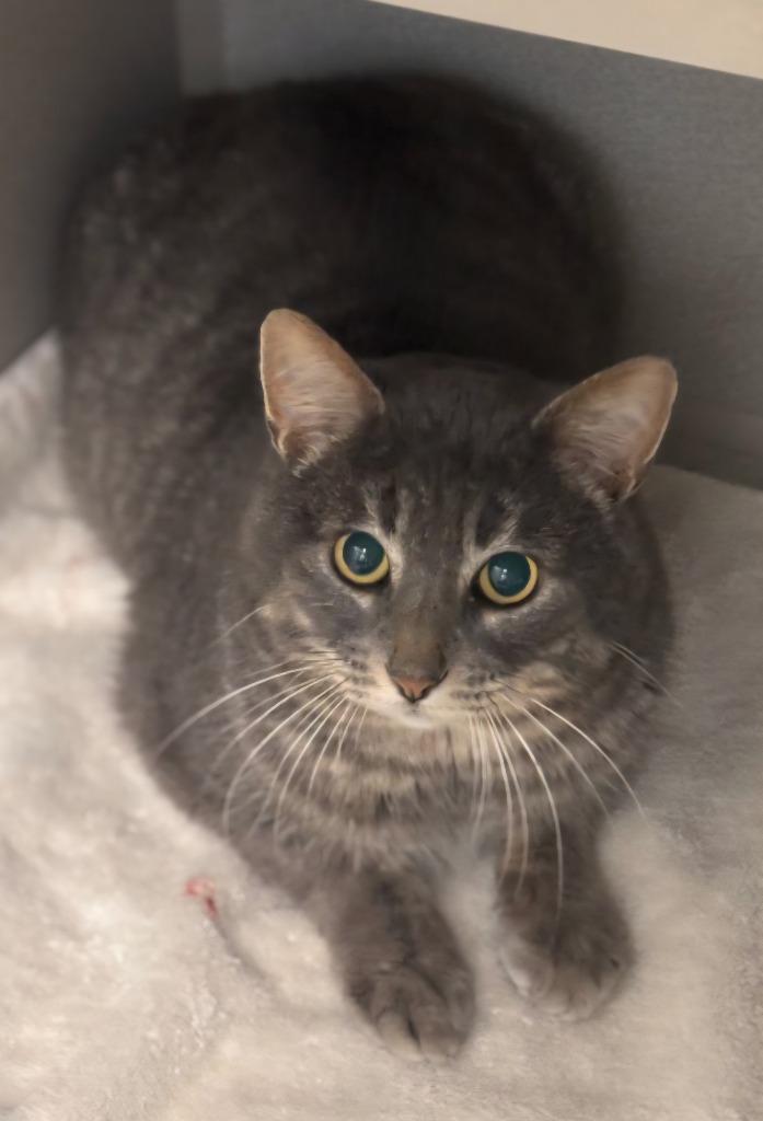 Enlarge Ricochet, a Adoptable mixed breed in Viroqua, WI image 2/2