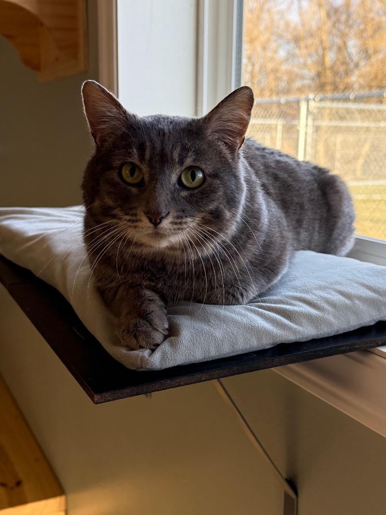 Enlarge Ricochet, a Adoptable mixed breed in Viroqua, WI image 3/3