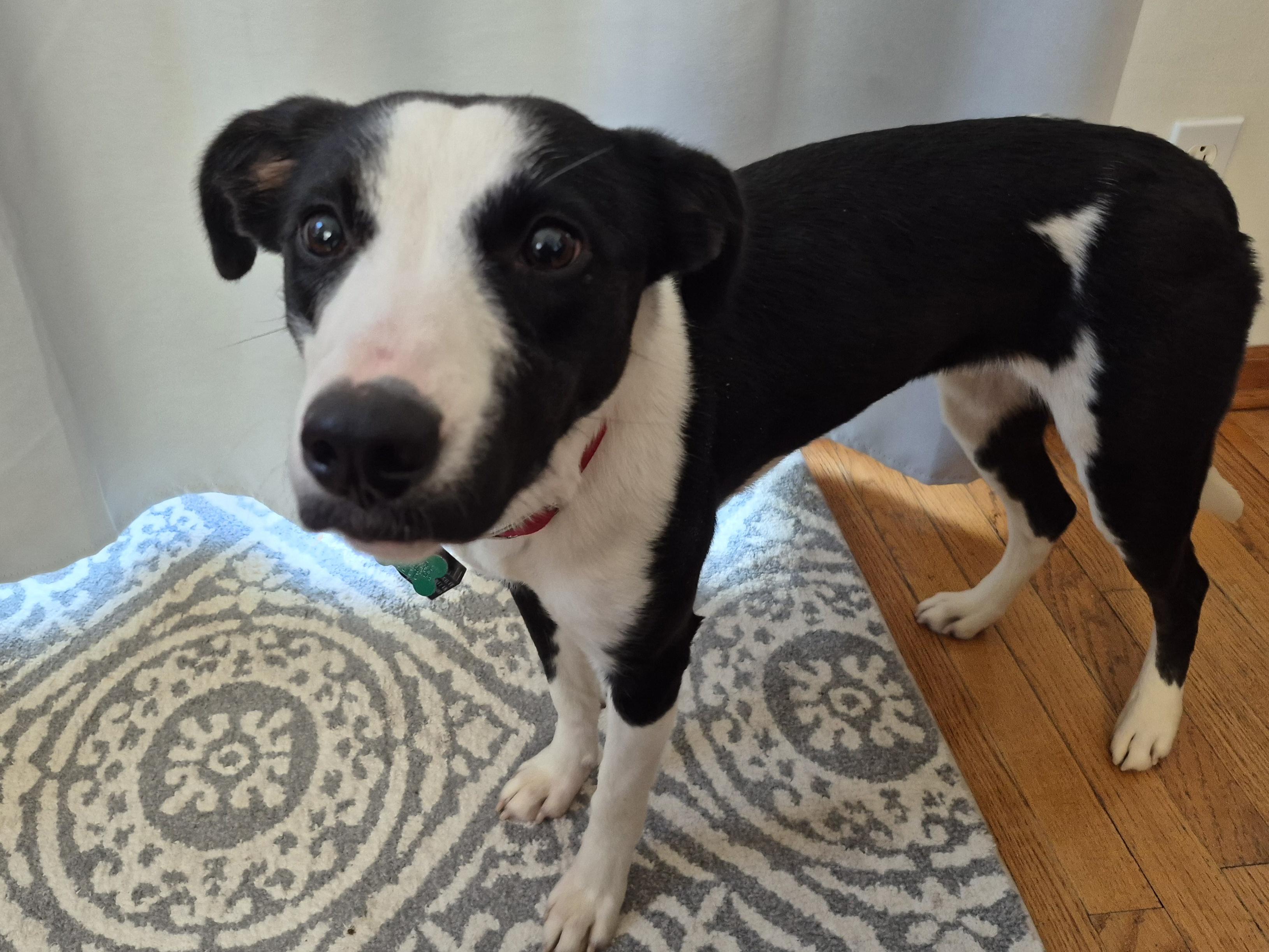 Milkshake, ADOPTABLE, Young Female Border Collie.