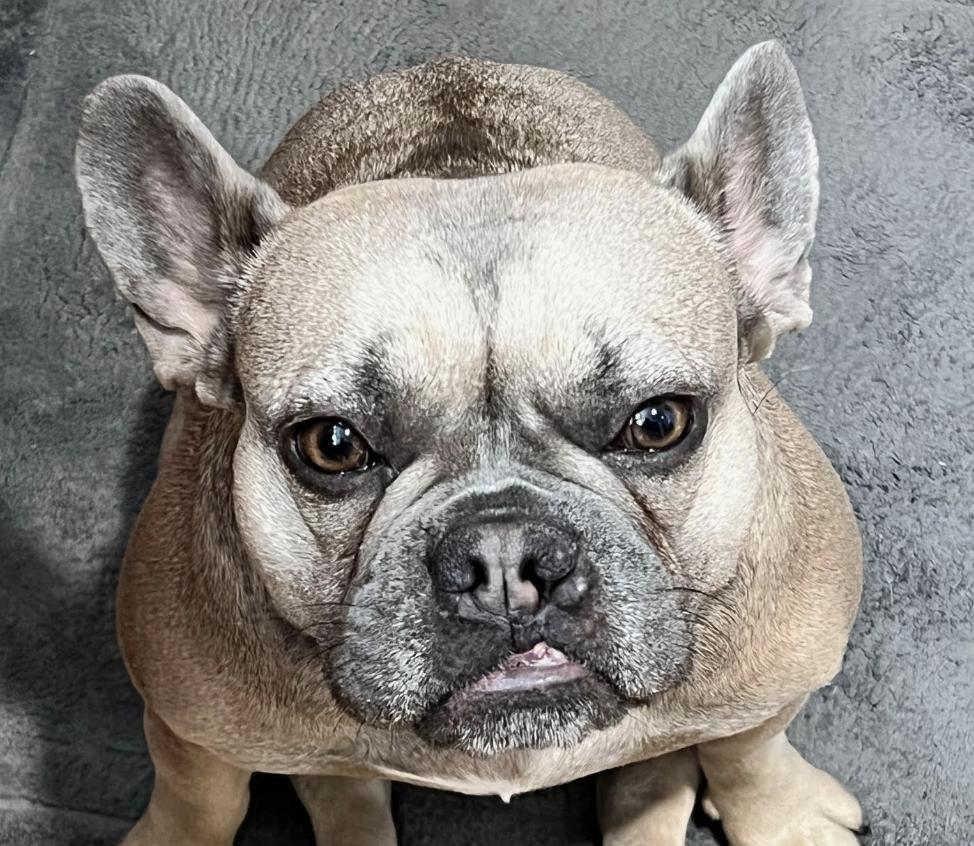 Sadie, Adoptable, Adult Female French Bulldog.