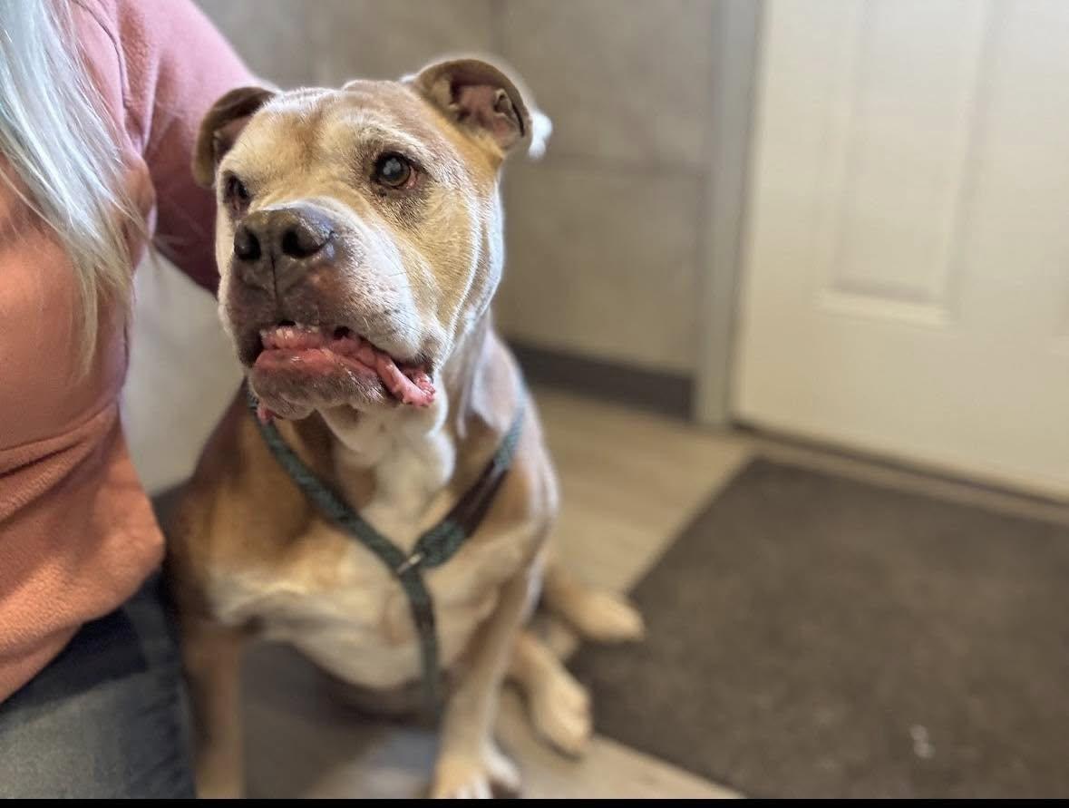 Max, Senior Male American Bully