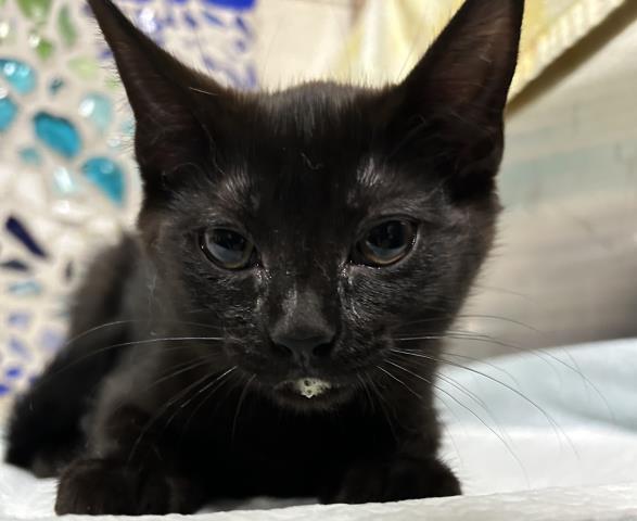 MIAMI, Adoptable, Kitten Female Domestic Medium Hair.