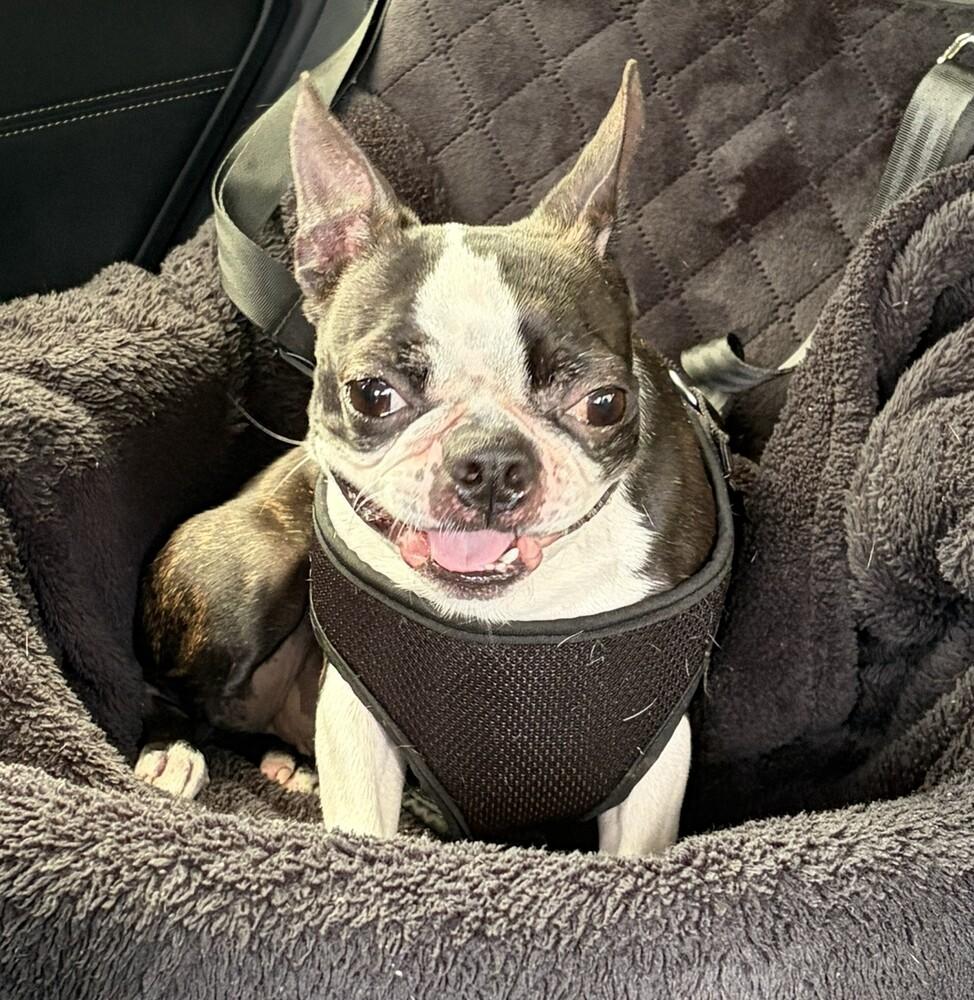 Bea McAllister-4911 Kingsport, TN, Adopted, Young Female Boston Terrier.