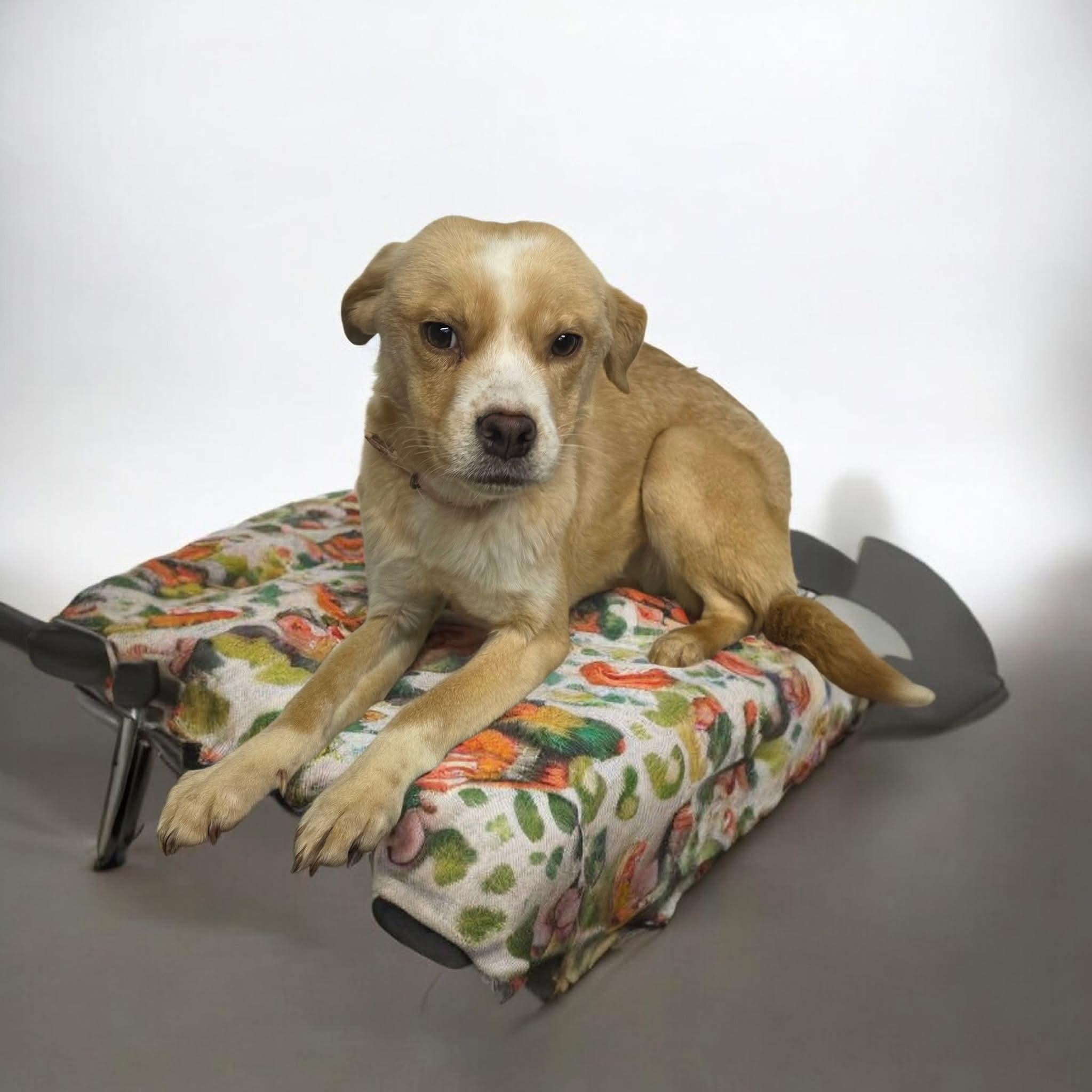 Honey, ADOPTABLE, Adult Female Beagle.
