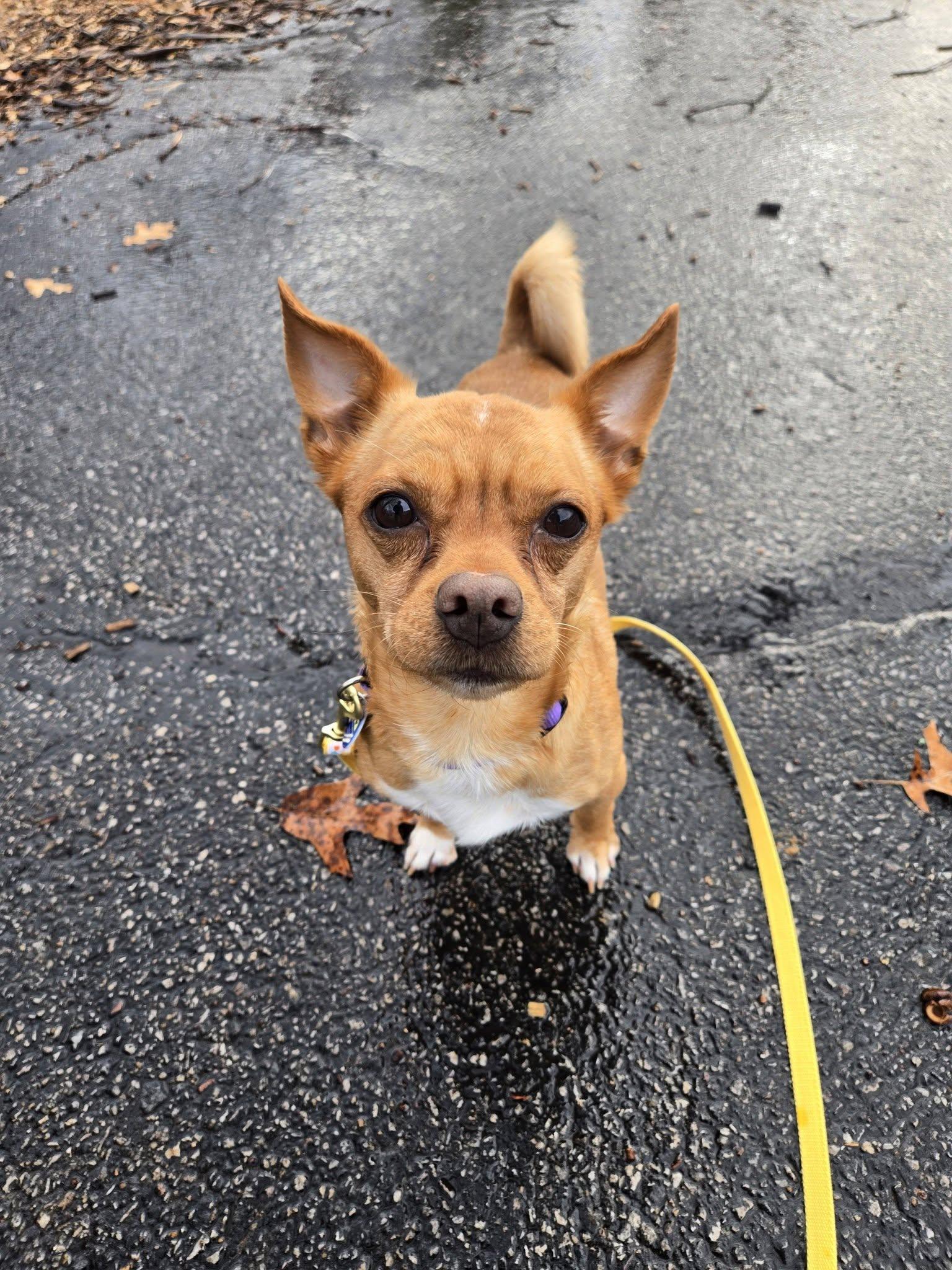 Gnome, adoptable, Adult Male Chihuahua.