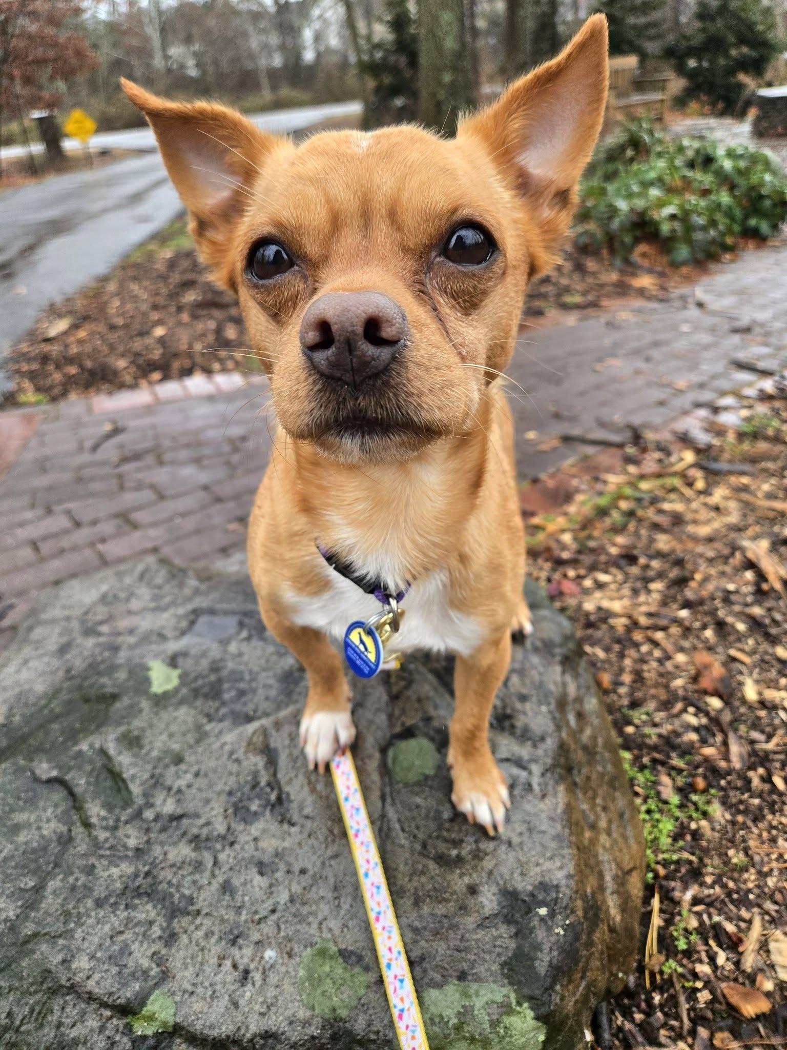 Enlarge Gnome, an adoptable mixed breed in Severn, MD image 5/6