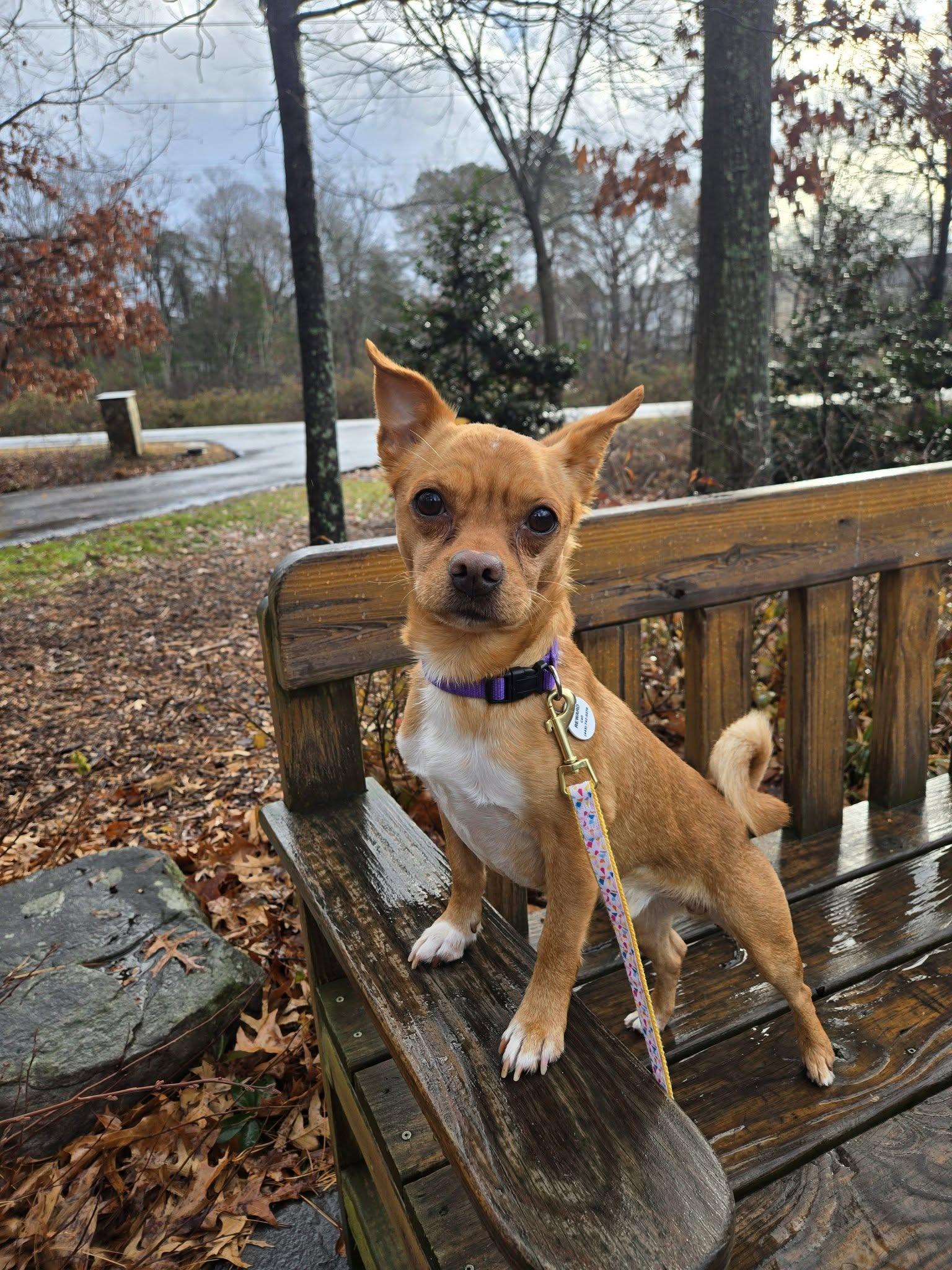 Enlarge Gnome, an adoptable mixed breed in Severn, MD image 4/6