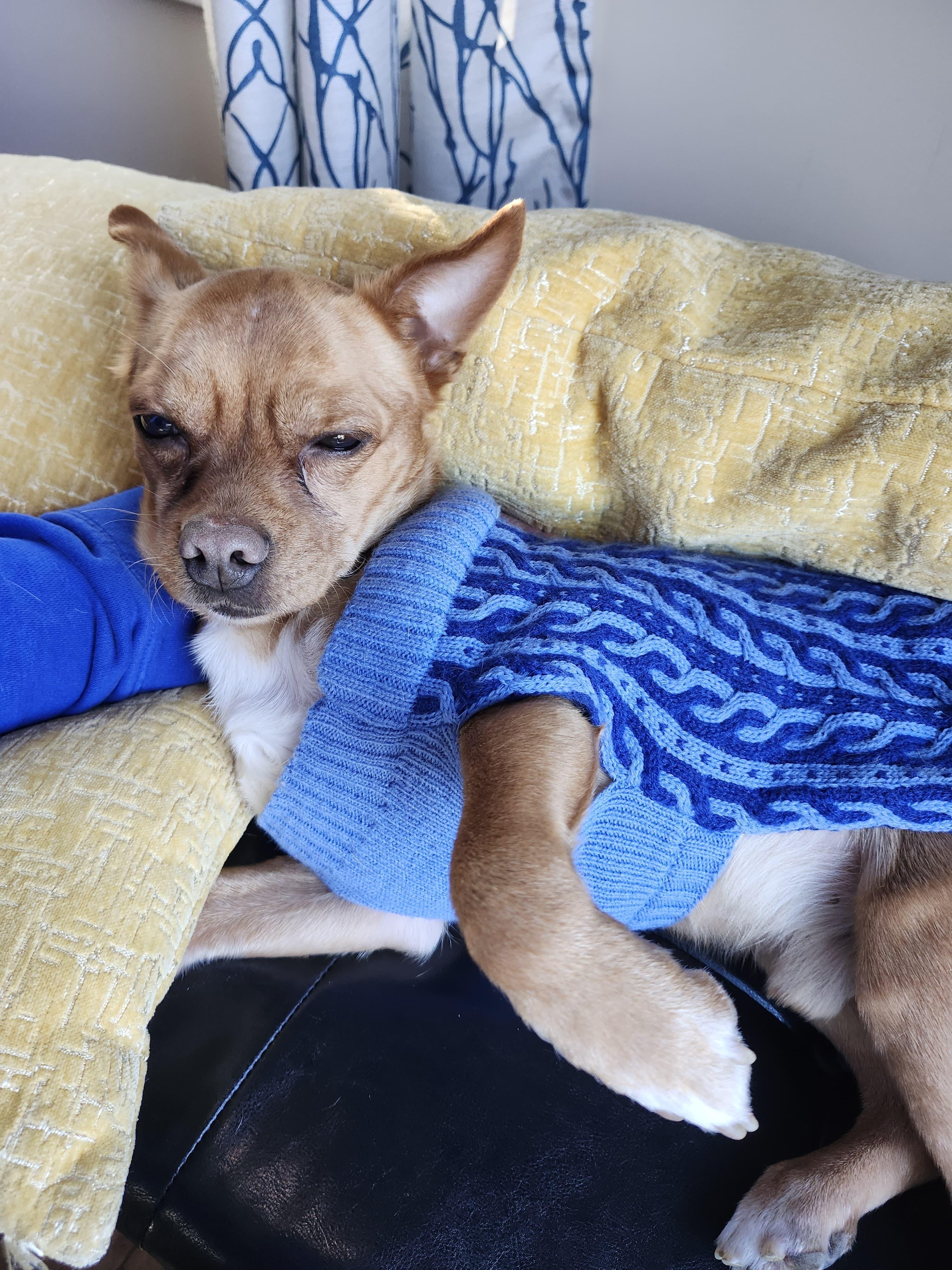 Gnome, adoptable, Adult Male Chihuahua.