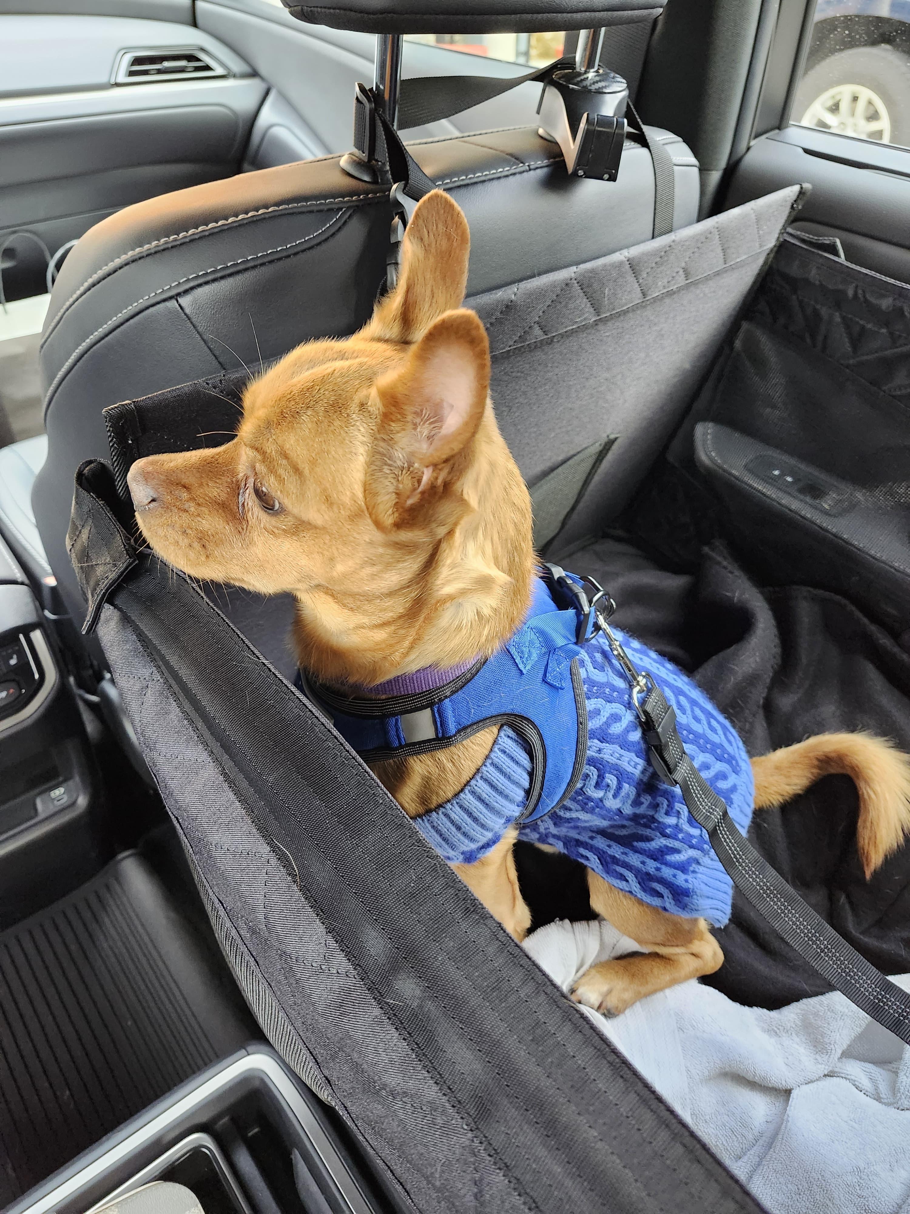 Enlarge Gnome, an adoptable mixed breed in Severn, MD image 6/6