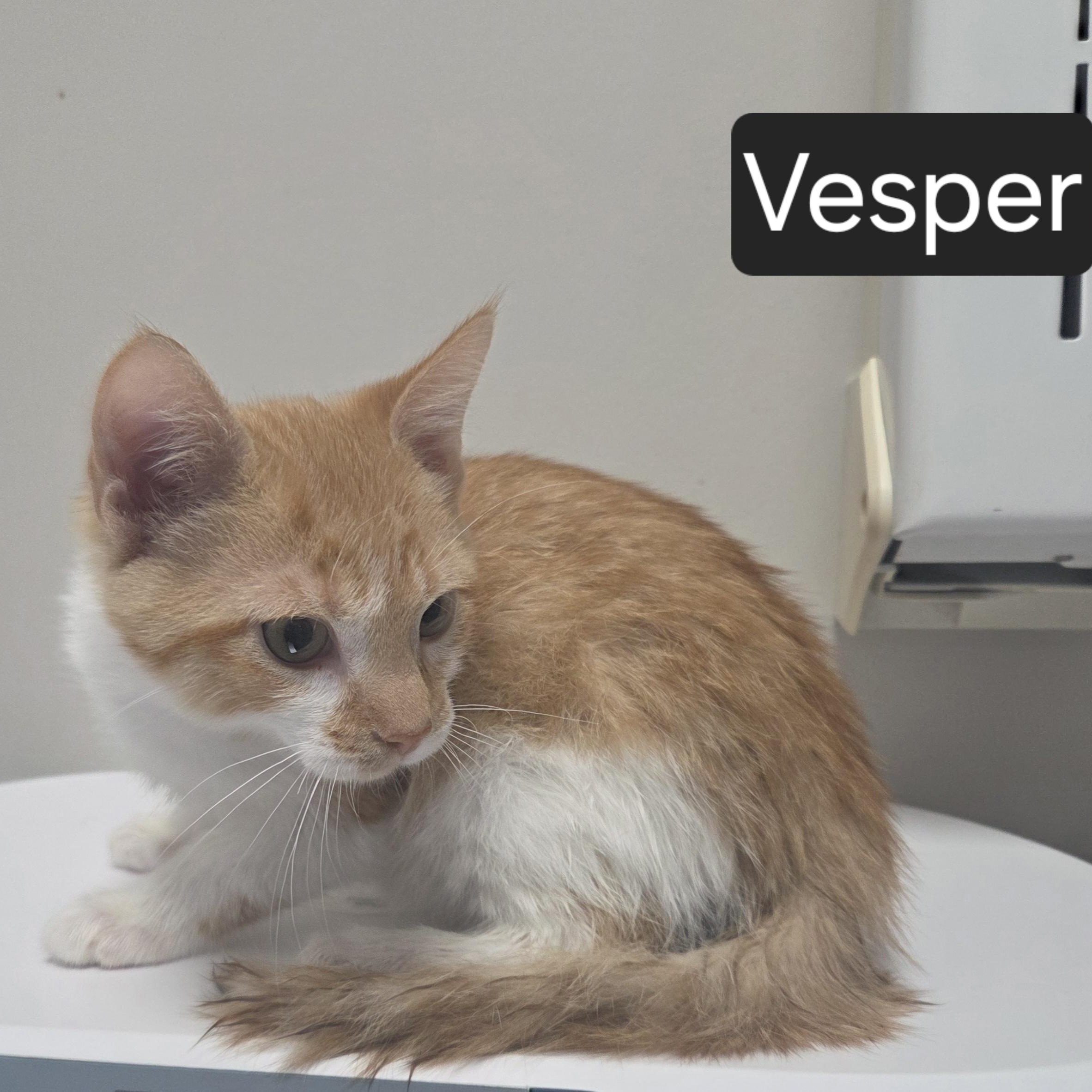 Vesper, adopted, Kitten Male Domestic Short Hair.