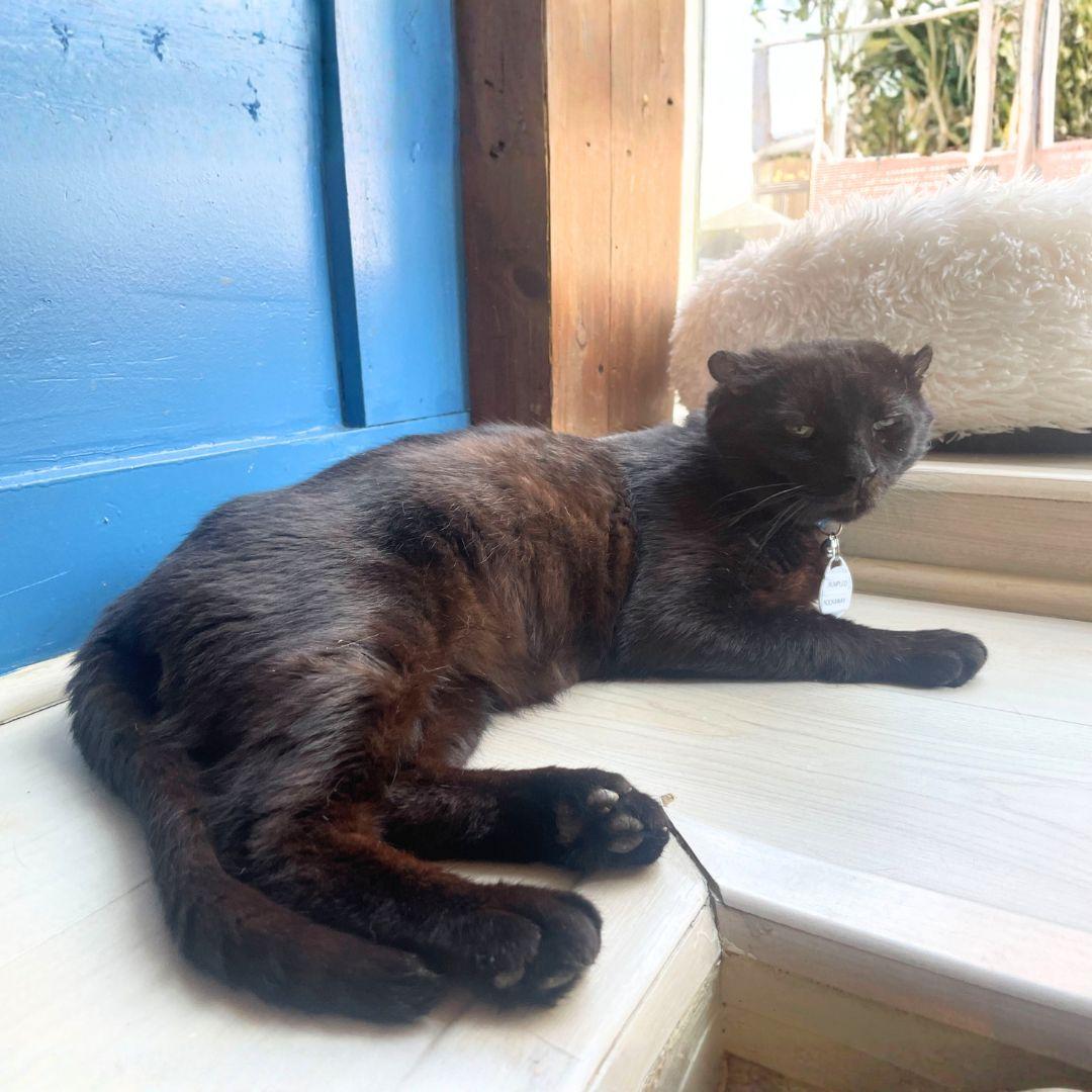 Rumpled, Adopted, Adult Male Domestic Short Hair.