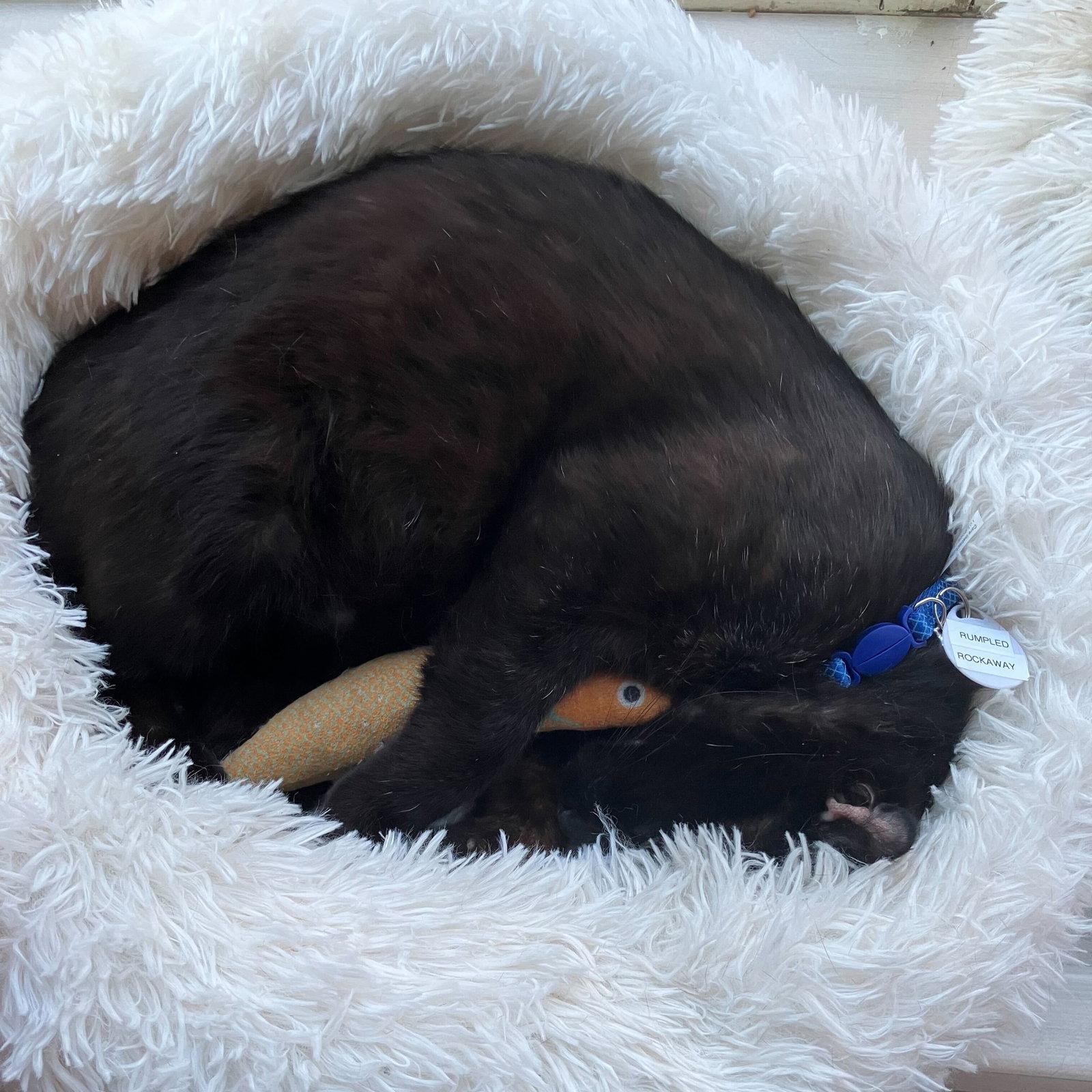 Enlarge Rumpled, a Adopted Domestic Short Hair in Brooklyn, NY image 2/3