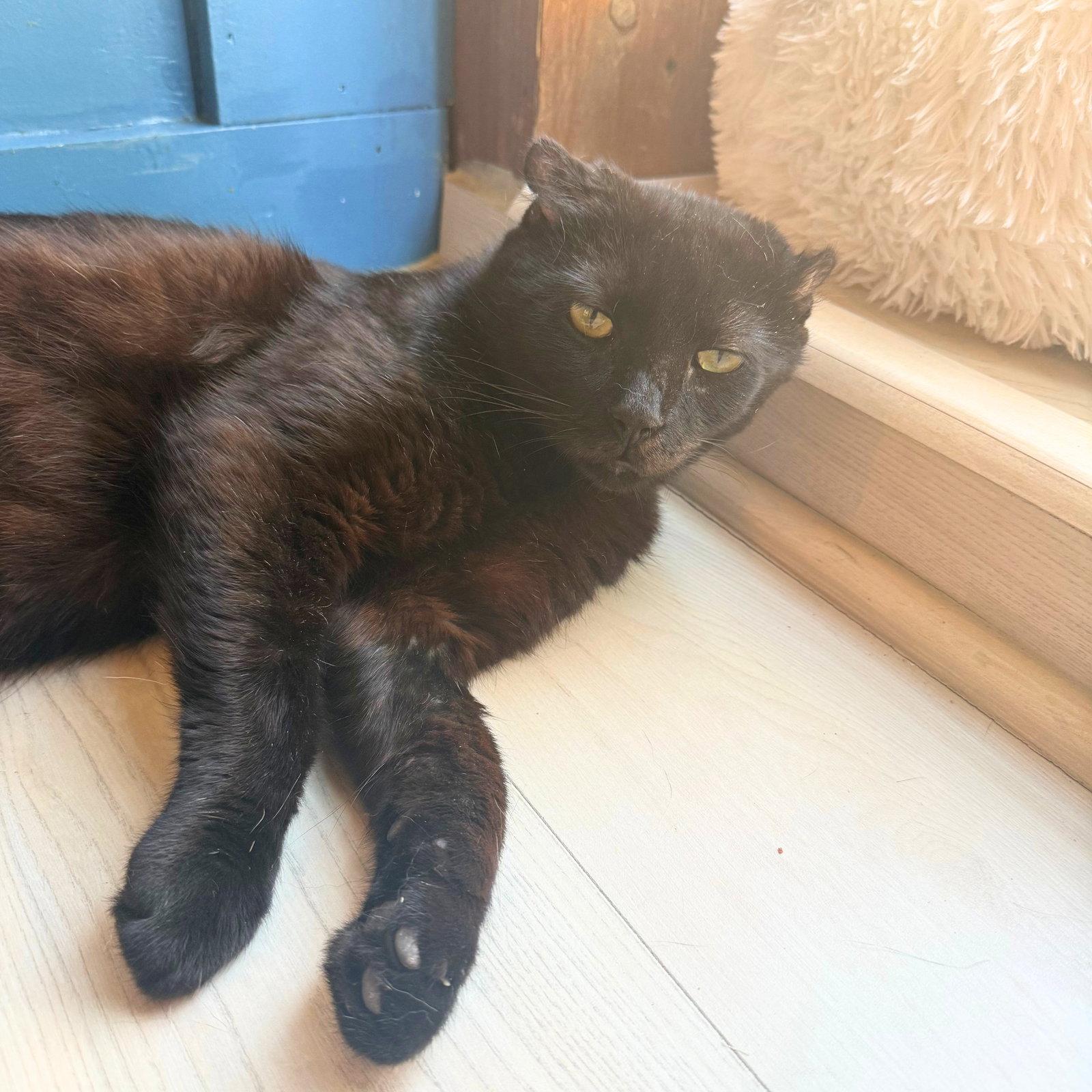 Enlarge Rumpled, a Adopted Domestic Short Hair in Brooklyn, NY image 3/3