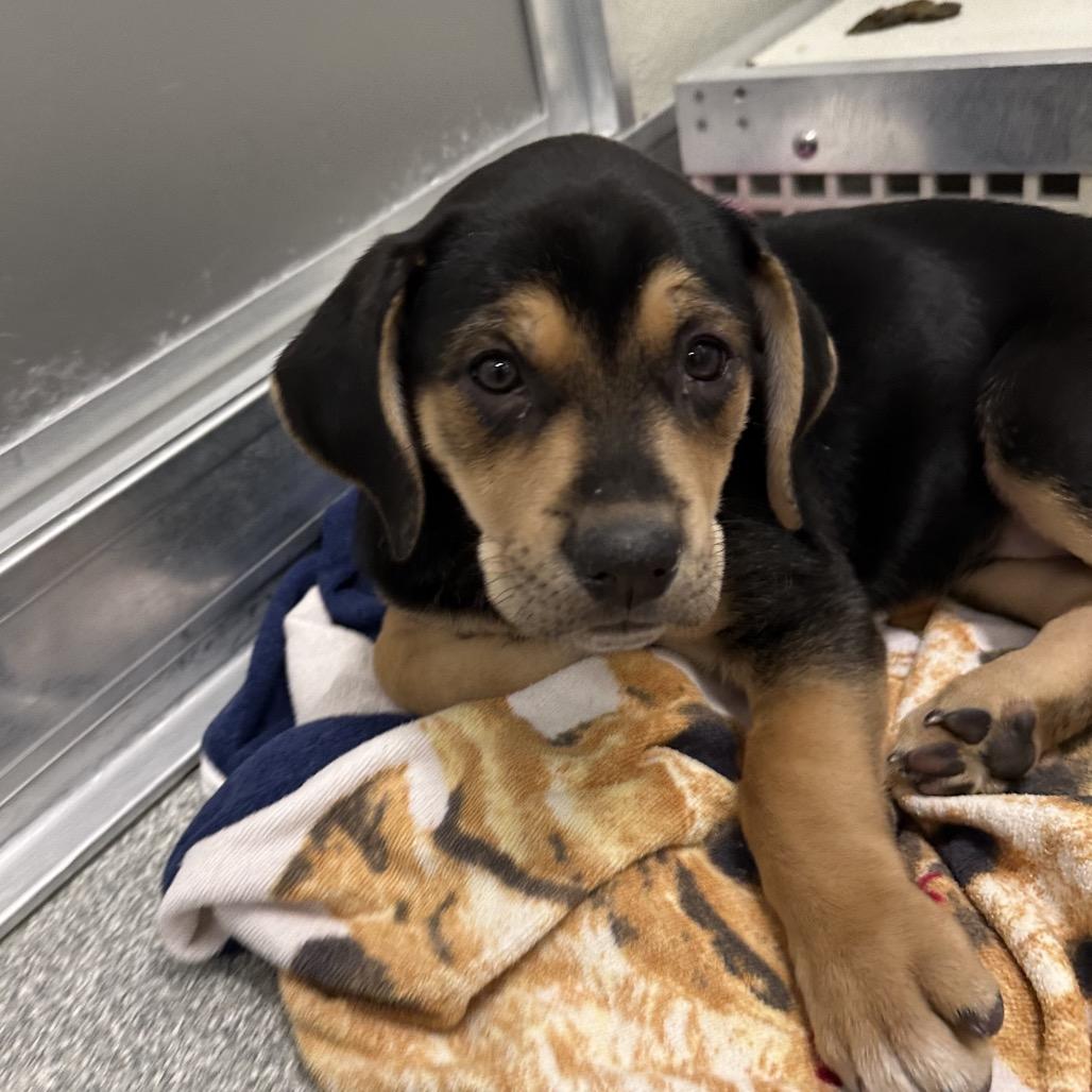 Misty, Adoptable, Puppy Female Mixed Breed.