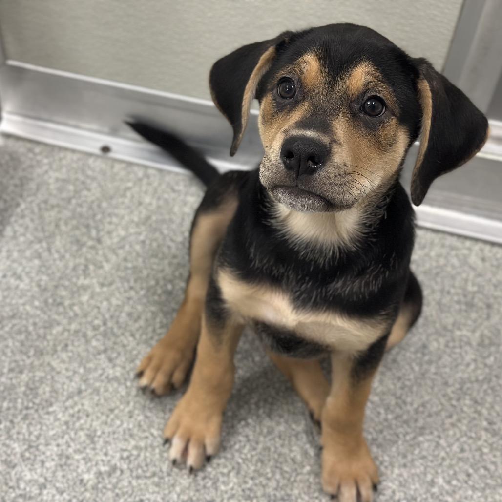 Misty, a Adoptable Mixed Breed in Hinsdale, IL image 2/2