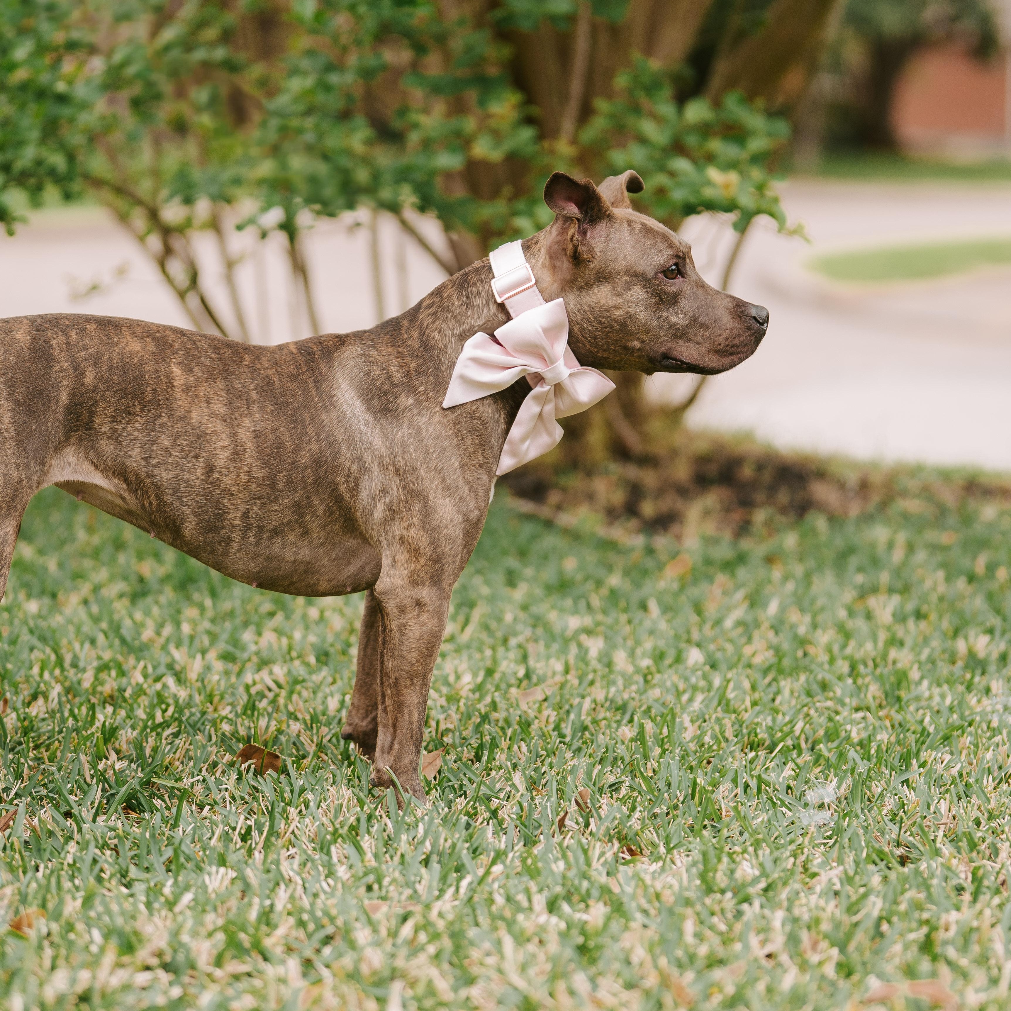 Enlarge Poppy, a Adoptable mixed breed in Bozeman, MT image 4/6
