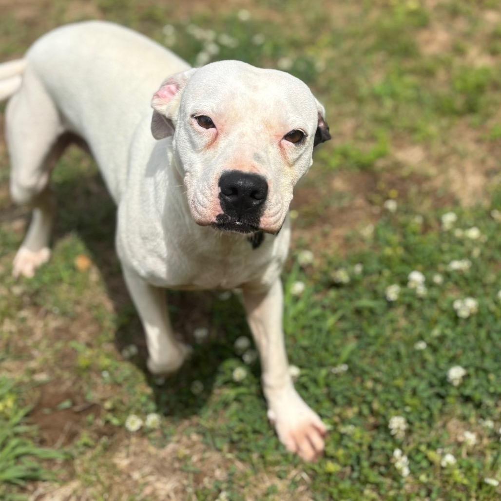 Josephine, Adoptable, Adult Female Pit Bull Terrier & Mixed Breed.
