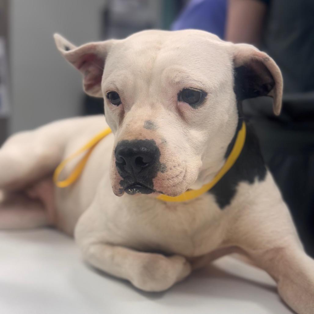 Enlarge Josephine, a Adoptable mixed breed in Starkville, MS image 2/6