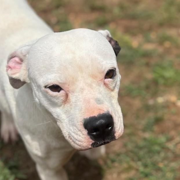 Enlarge Josephine, a Adoptable mixed breed in Starkville, MS image 3/6