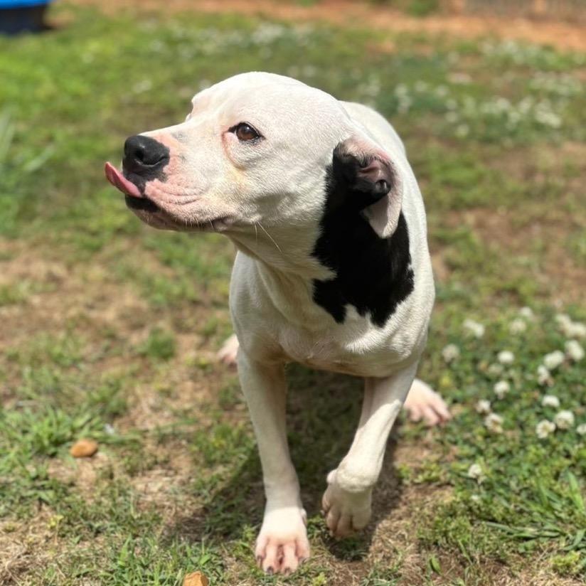 Enlarge Josephine, a Adoptable mixed breed in Starkville, MS image 4/6