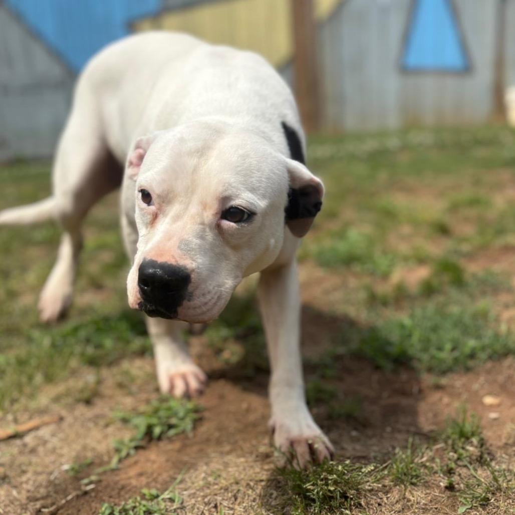 Enlarge Josephine, a Adoptable mixed breed in Starkville, MS image 5/6