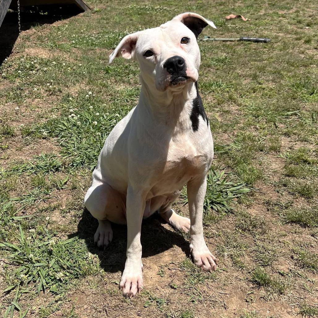 Enlarge Josephine, a Adoptable mixed breed in Starkville, MS image 6/6