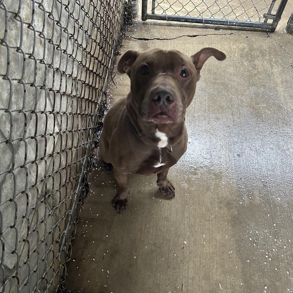 Enlarge Gunner, a Adoptable mixed breed in Greenville, PA image 1/6