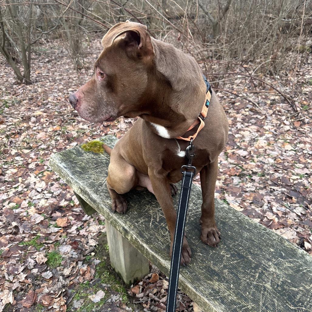 Enlarge Gunner, a Adoptable mixed breed in Greenville, PA image 2/6
