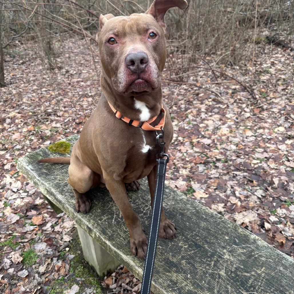 Enlarge Gunner, a Adoptable mixed breed in Greenville, PA image 3/6