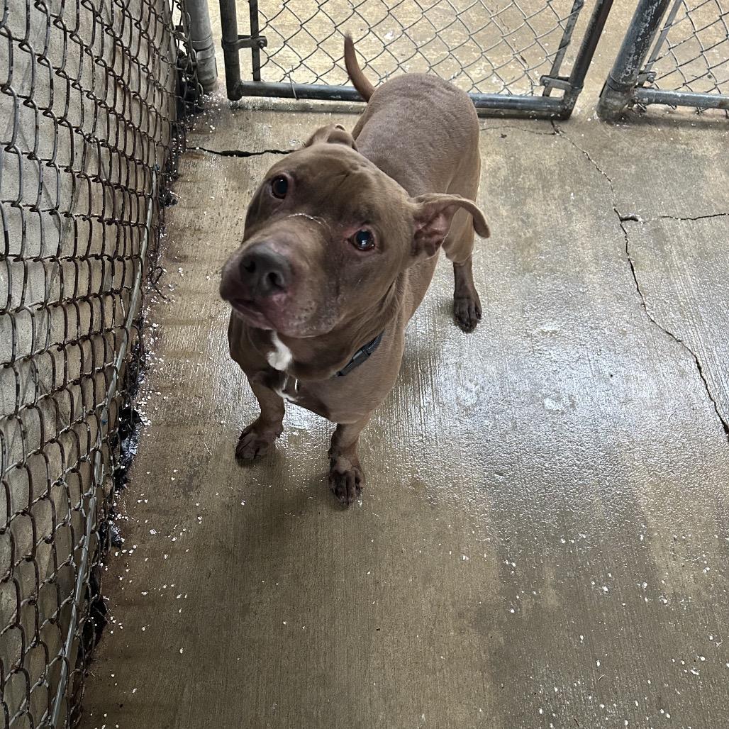 Enlarge Gunner, a Adoptable mixed breed in Greenville, PA image 4/6