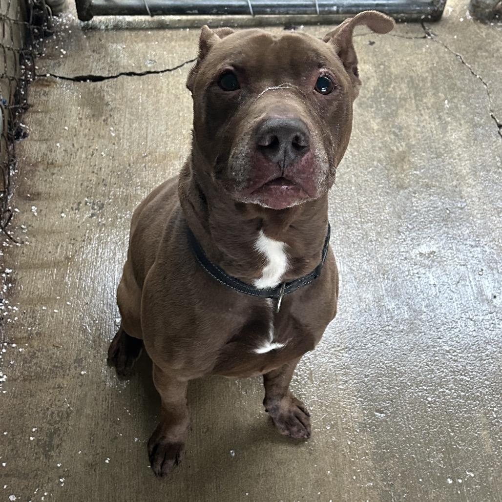 Enlarge Gunner, a Adoptable mixed breed in Greenville, PA image 5/6