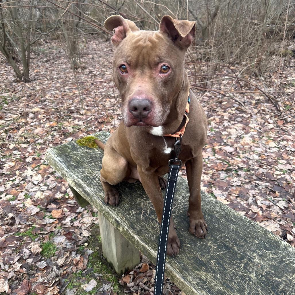 Enlarge Gunner, a Adoptable mixed breed in Greenville, PA image 6/6