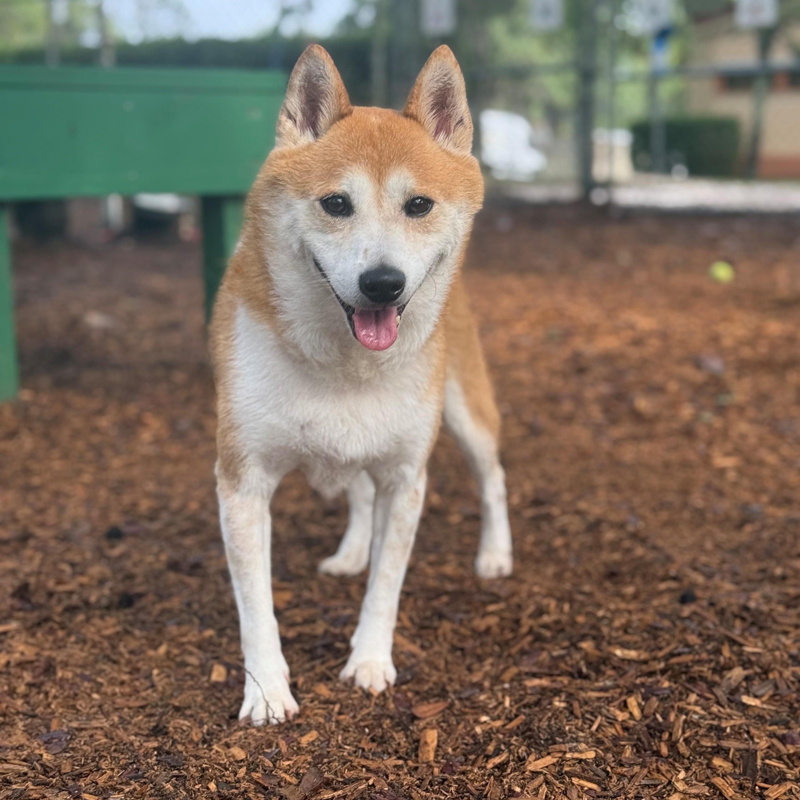 Enlarge Bitcoin, an adopted Shiba Inu in St. Augustine, FL image 2/4
