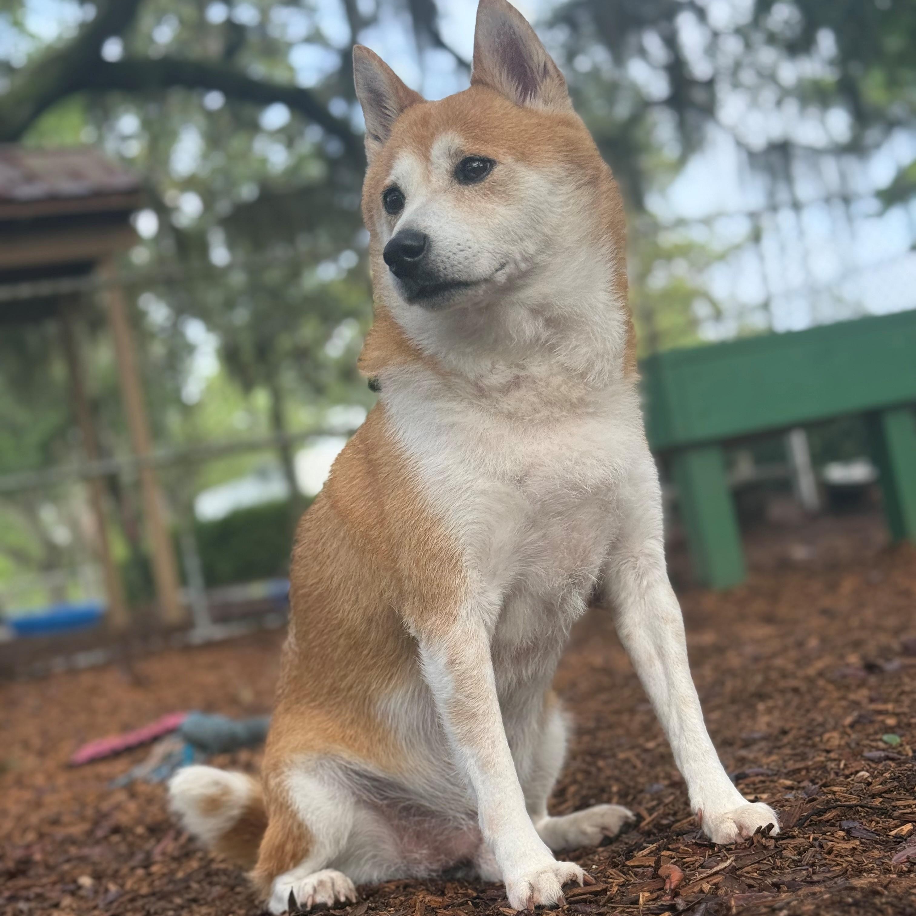 Enlarge Bitcoin, an adopted Shiba Inu in St. Augustine, FL image 3/4