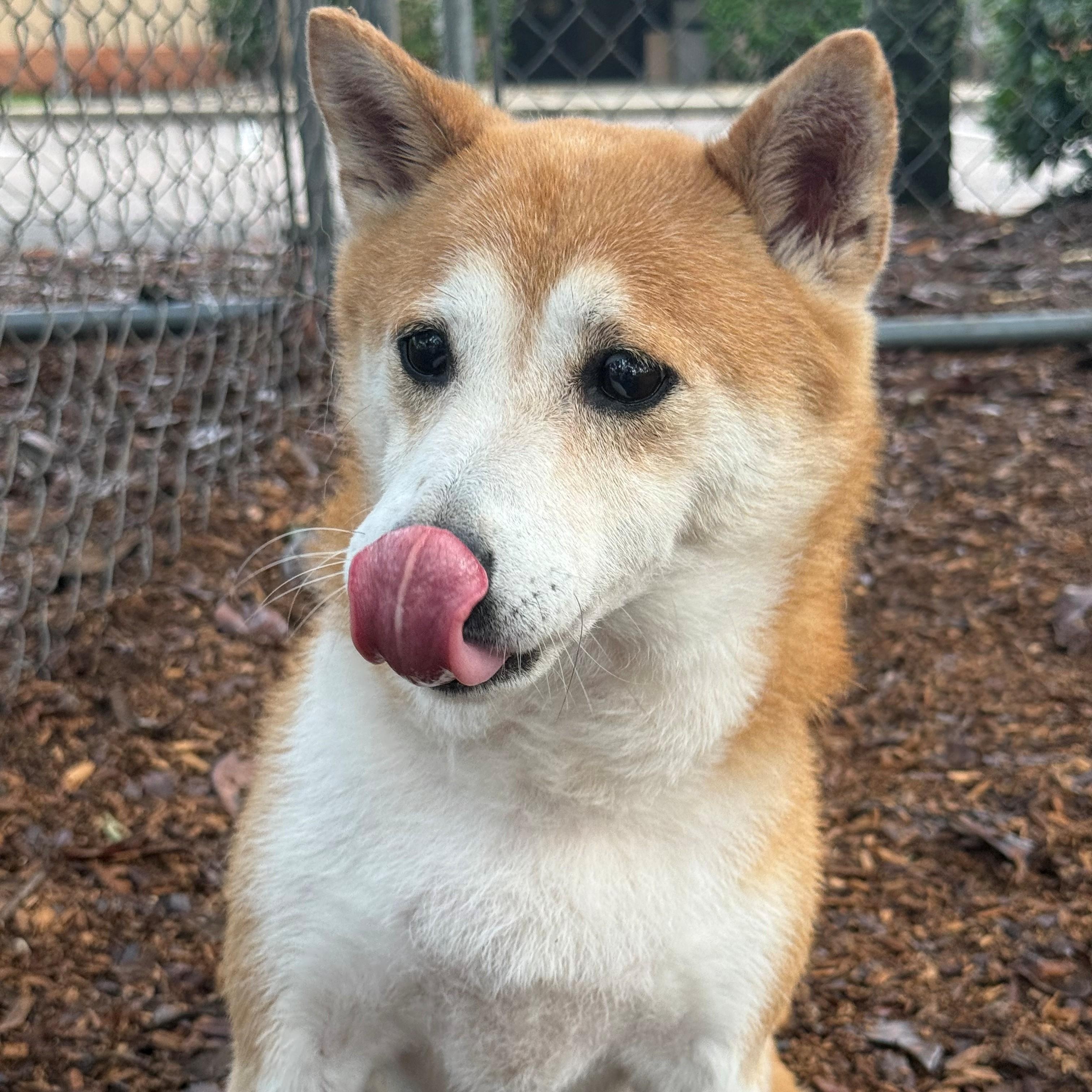 Enlarge Bitcoin, an adopted Shiba Inu in St. Augustine, FL image 4/4