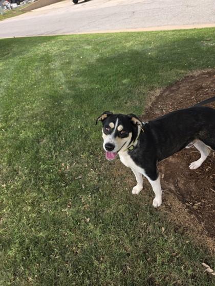 Ozzy, Adoptable, Adult Male Mixed Breed & Mixed Breed.