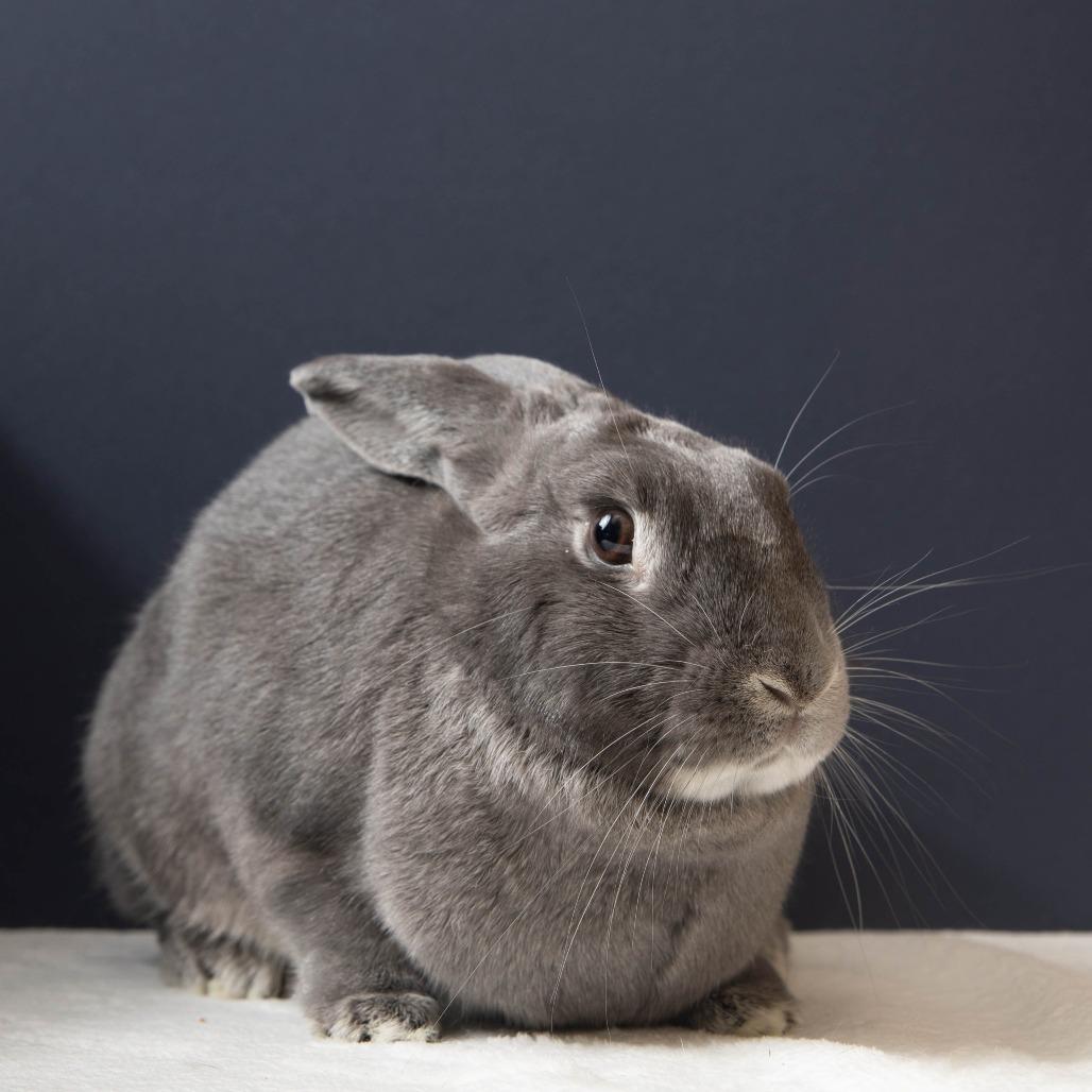 Enlarge Maru, a Adoptable American in Richmond, CA image 1/6