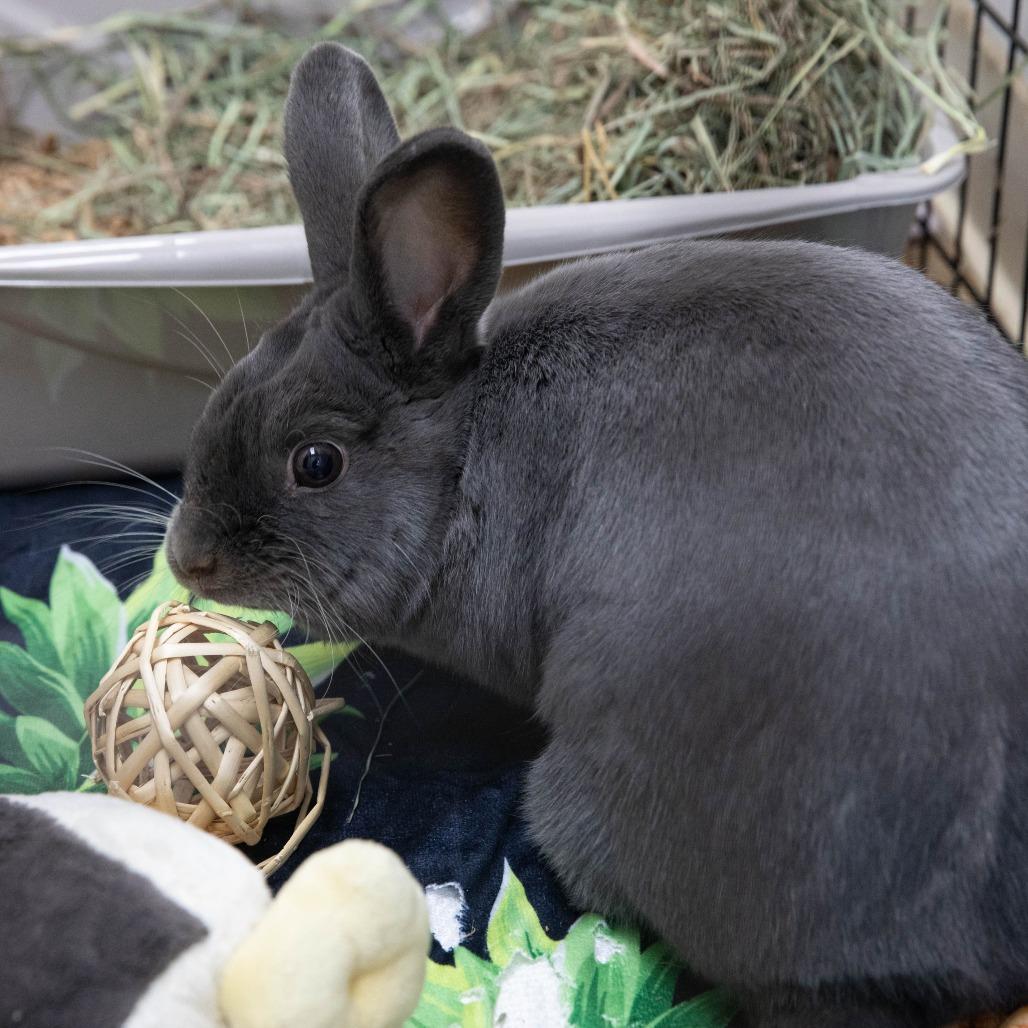 Enlarge Maru, a Adoptable American in Richmond, CA image 2/6