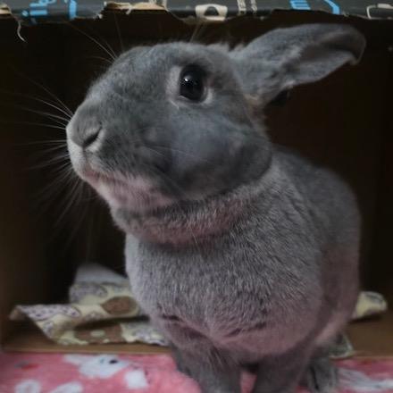 Enlarge Maru, a Adoptable American in Richmond, CA image 3/6