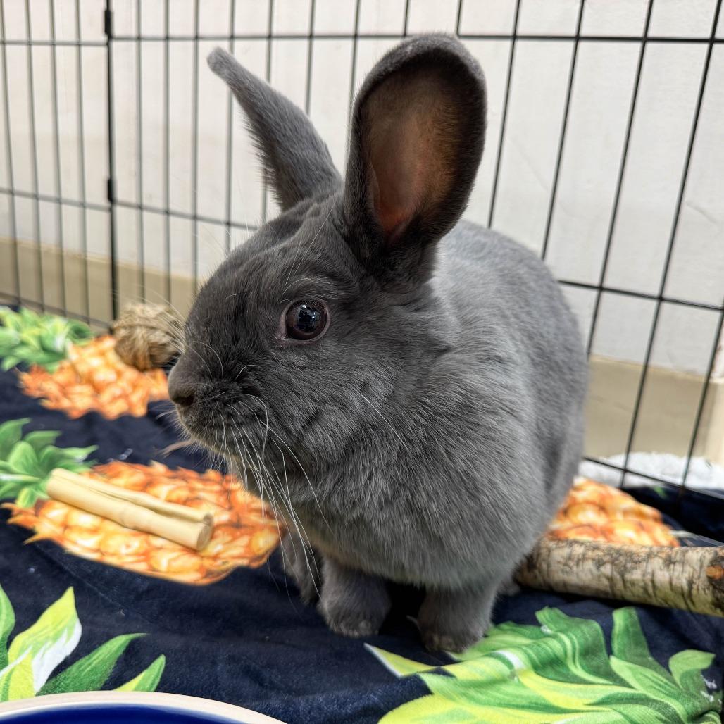 Enlarge Maru, a Adoptable American in Richmond, CA image 4/6