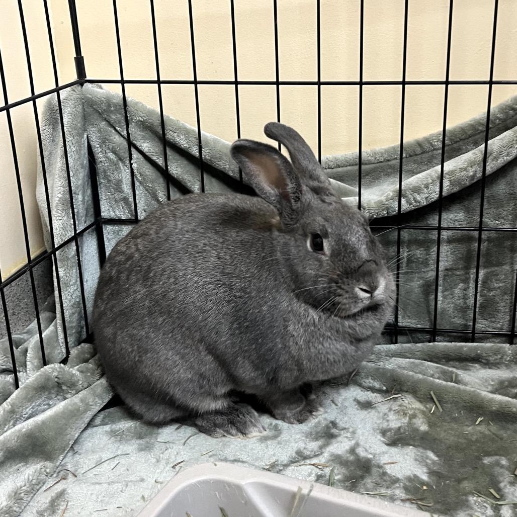 Enlarge Maru, a Adoptable American in Richmond, CA image 5/6