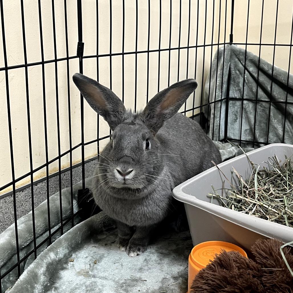 Enlarge Maru, a Adoptable American in Richmond, CA image 6/6